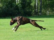 Åmål, Sverige 05.08.2016 - Åmål Brukshundklubb - Lydighet Eliteklasse 