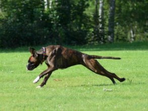 Engelaiz Valpolicella Innkalling Boxer SM 12