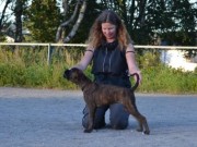Bø i Telemark 08.10.2016 - Norsk Schipperke klubb - BIR Valp