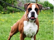 Leangen 02.07.2016 - Norsk Kennel Klub - CACIB, BIR, Norsk Utstillingschampion