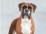Herning, Danmark 05.11.2016 - Dansk Kennel Klubs Vinnerutstilling - 3.BTK, R.CACIB 