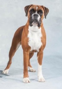 Kronion's Dixi Darling 2 år
