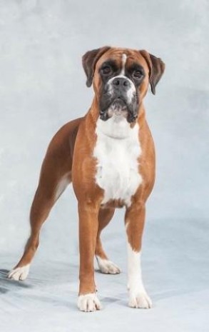 Kronion's Dixi Darling 2 år