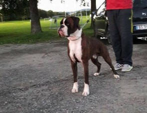 Kronion's Bacchus 3.5 år