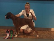 Lillestrøm 20.11.2016 - Dogs4All/Norsk Vinnerutstilling 2016 - CERT, Norsk Utstillingschampion