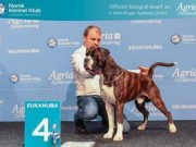 Lillestrøm 20.11.2016 - Dogs4All/Norsk Vinnerutstilling 2016 - BIR, NV-16, 4.BIG