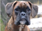 Rakkestad 27.11.2016 - Rakkestad hundeklubb - BIM Valp