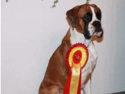 Lillestrøm 20.11.2016 -Dogs4All/Norsk Vinnerutstilling 2016 - BIR Valp