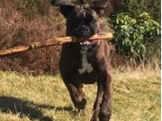 Bergen 25.09.2016 - Norsk Schäferhund Klubb avd. Bergen - Funksjonsanalyse - FA