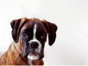 Sandnes 01.05.2016 - Norsk Belgisk Fårehund Klubb avd. Rogaland - Mentalbeskrivelse - MH.
