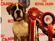 Letohallen 29.12.2016 - Norsk Dobermann Klub - CERT, BIR