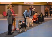 Ikke glem Norsk Boxerklubbs Valpeshow for ALLE raser 12.02.2017 i Drammen Hundepark