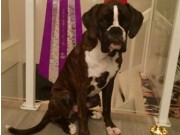 Göteborg, Sverige 07.01.2017 - MyDog - Svenska Kennelklubben - BIM VALP