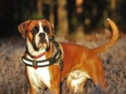 Bø i Telemark 15.01.2017 - Norsk Dobermann Klub - BIR Junior