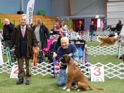 Bø i Telemark 15.01.2017 - Norsk Dobermann Klub - BIR