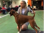 Letohallen 29.12.2016 - Norsk Dobermann Klub - BIM