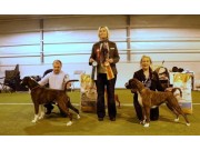 Solbergelva, Drammen Hundepark 12.02.2017 - Norsk Boxerklubb - BIR og BIM