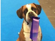 Göteborg, Sverige 07.01.2017 - MyDog - Svenska Kennelklubben - BIR veteran