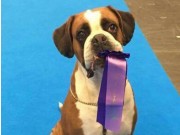 Göteborg, Sverige 08.01.2017 - MyDog - Svenska Kennelklubben - BIR veteran