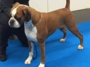 Solbergelva, Drammen Hundepark 12.02.2017 - Norsk Boxerklubb - BIR Veteran