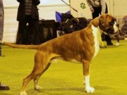 Solbergelva, Drammen Hundepark 11.02.2017 - Norsk Boxerklubb Oslo og Akershus - 3.BHK CERT