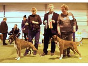 Solbergelva, Drammen Hundepark 11.02.2017 - Norsk Boxerklubb Oslo og Akershus - BIR og BIM