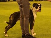 Solbergelva, Drammen Hundepark 11.02.2017 - Norsk Boxerklubb Oslo og Akershus - BIM Valp