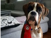 Solbergelva, Drammen Hundepark 12.02.2017 - Norsk Boxerklubb - BIR Valp