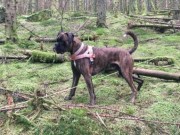 Nærbø 13.03.2017 - Norsk Belgisk Fårehund Klubb, Rogaland - Mentalbeskrivelse MH