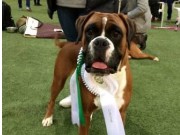 Bø i Telemark 14.01.2017 - Sandefjord Hundeklubb - BIR, BIG2, Norsk Utstillingschampion