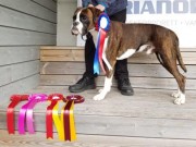 Varhaug 09.04.2017 - Norsk Miniatyrhund Klubb Rogaland - CERT, BIR