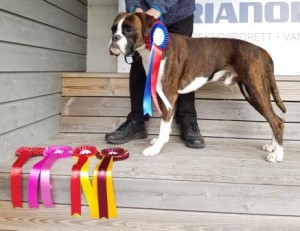 Nils av Boxerhuset 090417