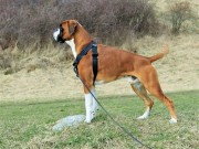 Kristiansand 18.03.2017 - Norsk Kennel Klub - CERT, BIM