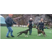 Bergen 23.04.2017 - Norsk Boxerklubb Hordaland - BIR og BIM