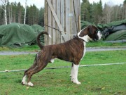 Lillehammer 20.08.2017 - Norsk Kennel Klub - CACIB BIR