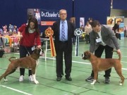 Letohallen, Dal 15.04.2017 - Klubben for Gårds- og Fjellhunder - CERT, BIM