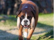Sarpsborg 18.09.2016 - Sarpsborg Hundeklubb - LP Klasse 1