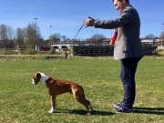 Moss 01.05.2017 - Moss og Omegn Hundeklubb - BIR Valp