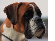 Ekeberg, Oslo 10.06.2017 - Norsk Kennel Klub - BIR
