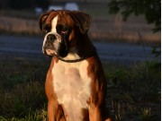 Drammen Hundepark 08.04.2018 - Boxerknock Dressed To Kill - Rallylydighet klasse 1