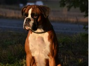 Våler i Solør 21.07.2019 - Boxerknock Dressed To Kill - Rallylydighet kl 2 - 1.premie 193 poeng - RLII