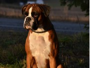 Rødde Trøndelag 02.07.2017 - Norsk Boxerklubb avd. Trøndelag - CERT 2.BTK