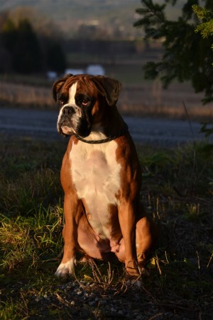 Boxerknock Dressed To Kill sitter