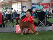 Ålesund 14.05.2017 - Norsk Kennel Klub - BIR, Norsk Utstillingschampion