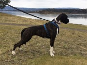 Kragerø 30.04.2017 - Kragerø Hundeklubb - Mentalbeskrivelse MH