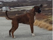 Ålesund 14.05.2017 - Norsk Kennel Klub - BIM, Norsk Utstillingschampion