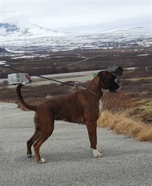 Team NorBox Enja Fjell