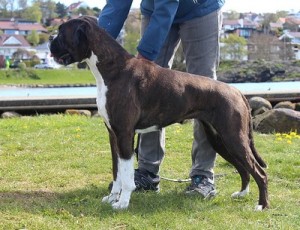 Rexob Honey Queen Valp juli 2017