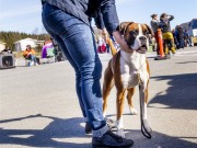 Bodø 03.06.2017 - Salten Brukshundklubb - CERT 3BTK