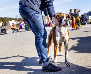 Nashira Av Boxerhuset juni 2017